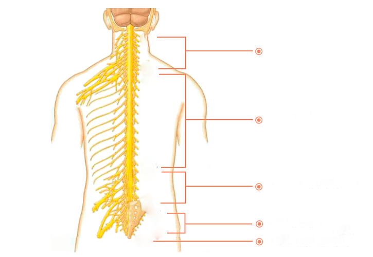 miechové nervy
